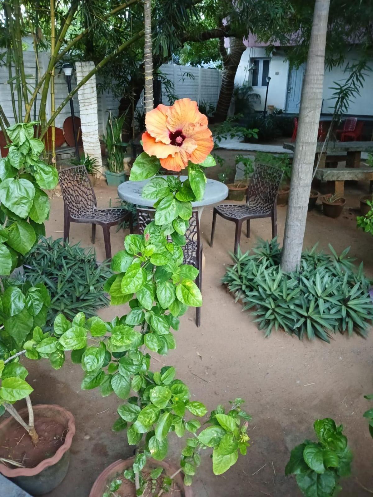 The Well Beach Side Guest House Auroville Dış mekan fotoğraf